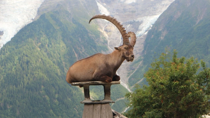 Découvrir les animaux de la montagne
